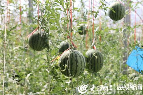 蒙城吃瓜事件视频最新情况,最新视频揭露惊人真相