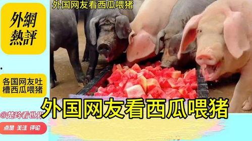 直播喂猪吃瓜视频,猪儿欢乐吃瓜，网友热议农村新风尚