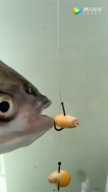 大鱼吃开口瓜视频,揭秘海洋生物间的生存法则