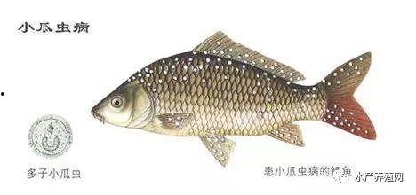 吃小瓜虫的鱼做法视频,如何制作美味吃小瓜虫的鱼