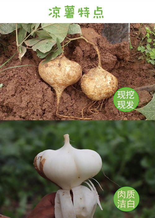 熟土瓜怎么吃最好吃呢视频,视频教你如何吃出最佳口感