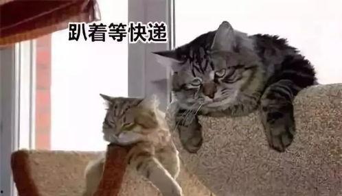 动物吃瓜搞笑段子视频大全,笑料横生视频大盘点