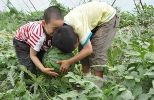邢台幼儿园吃瓜事件视频,幼儿被喂食不明瓜果引发关注