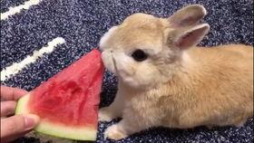 兔子吃小瓜视频,萌宠美食瞬间