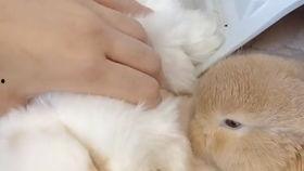 兔子吃小瓜视频,萌宠美食瞬间