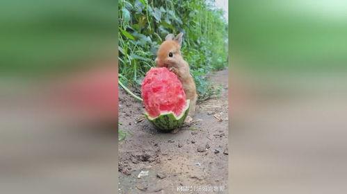 兔子吃小瓜视频,萌宠美食瞬间