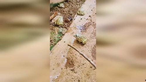 搞笑动物吃瓜视频,动物界的“喜剧之王”大揭秘