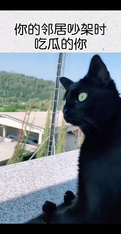 看邻居吵架吃瓜搞笑视频