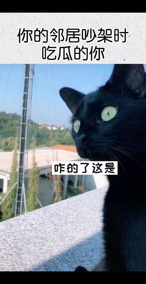 看邻居吵架吃瓜搞笑视频