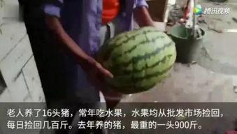 吃瓜的时候视频,揭秘吃瓜群众背后的娱乐真相