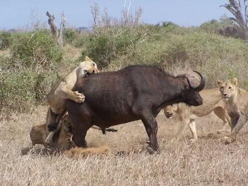 最牛的吃瓜哥视频大全,视频大全背后的热点追踪传奇