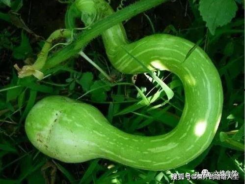 蛇瓜能不能留种子吃呢视频,安全与营养揭秘