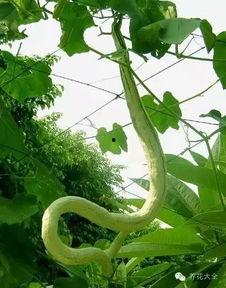 蛇瓜能不能留种子吃呢视频,安全与营养揭秘