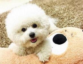 比熊吃瓜尖吗会死吗视频,揭秘潜在致命风险