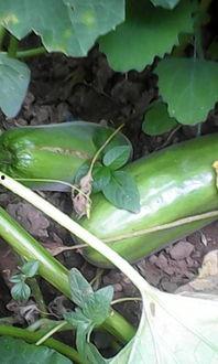 生瓜不熟可以吃吗视频,能否食用揭秘