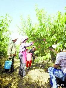 桃源新村吃瓜事件视频,一场引发热议的邻里冲突视频揭秘