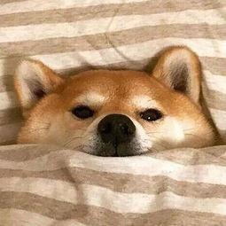 吃瓜柴犬动漫视频,萌宠演绎欢乐日常