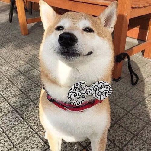 吃瓜柴犬动漫视频,萌宠演绎欢乐日常