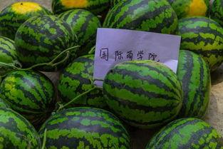 保定学院视频吃瓜,揭秘校园生活趣味瞬间