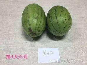 一些吃瓜的原视频在哪看,原视频观看指南