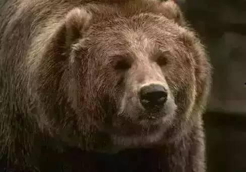 熊吃瓜原视频,一场萌宠与夏日的欢乐邂逅