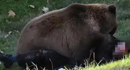 熊吃瓜原视频,一场萌宠与夏日的欢乐邂逅