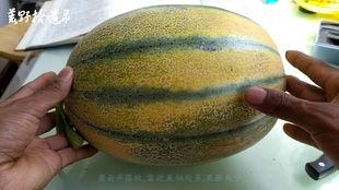 新疆没牙老头吃老汉瓜的视频,没牙老头吃老汉瓜，传承美味与乡愁