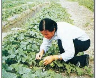 维族吃瓜视频,一场别开生面的吃瓜盛宴