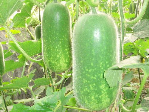 小时候吃龙瓜视频大全,那些年我们一起吃过的龙瓜