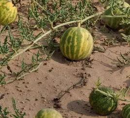 地主窝里横吃瓜视频,揭秘视频背后的惊人真相