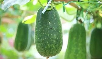 老的生瓜怎么吃最好呢视频,探索最佳食用方法