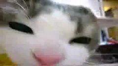 小猫咪吃瓜搞笑视频在线观看