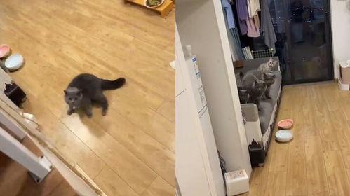 小猫咪吃瓜搞笑视频在线观看