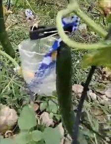 曹县庄寨吃瓜事件真相视频,真相视频还原现场